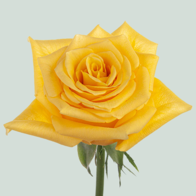 Rose Momentum