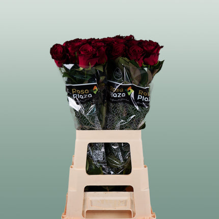 Rose Monte Carlo
