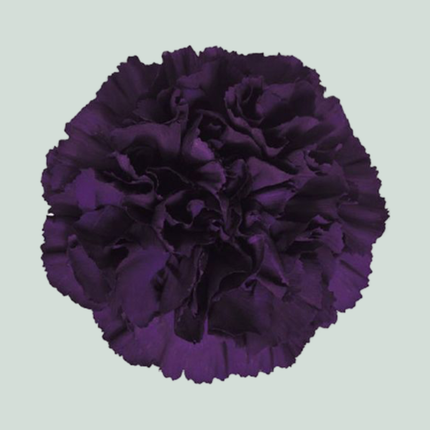 Carnation Standard Moonvista (20 Stems)