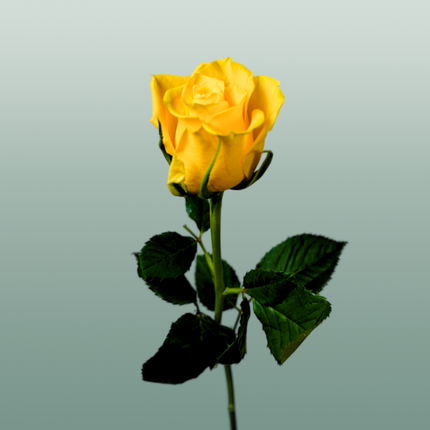 Rose Moonwalk