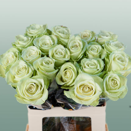 Rose Noëlle!