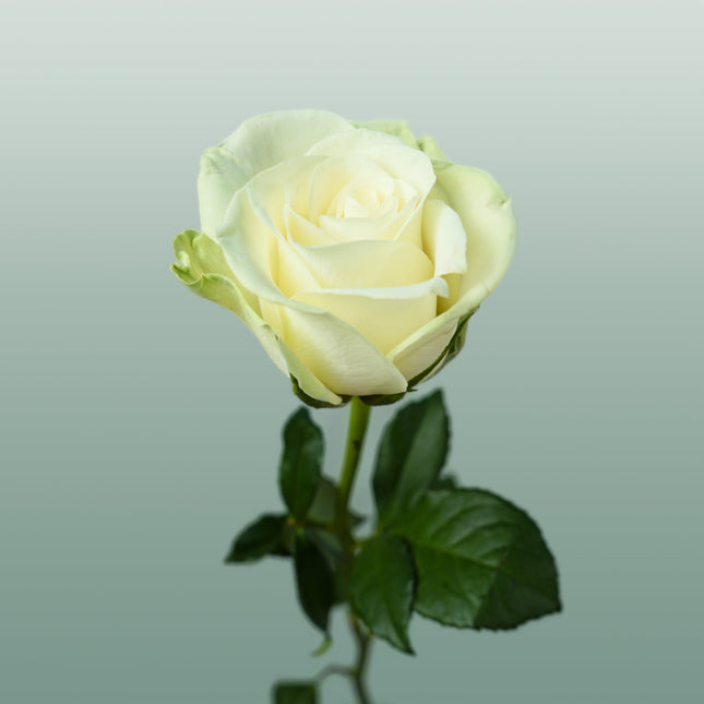 Rose Noëlle!