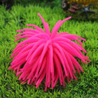 Size: L / Pink