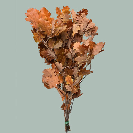 Oak Leaf Natural (20 Stems)