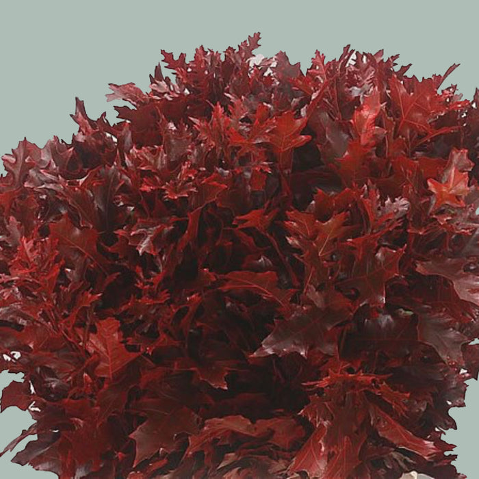Oak Leaf Red Dyed (20 Stems)