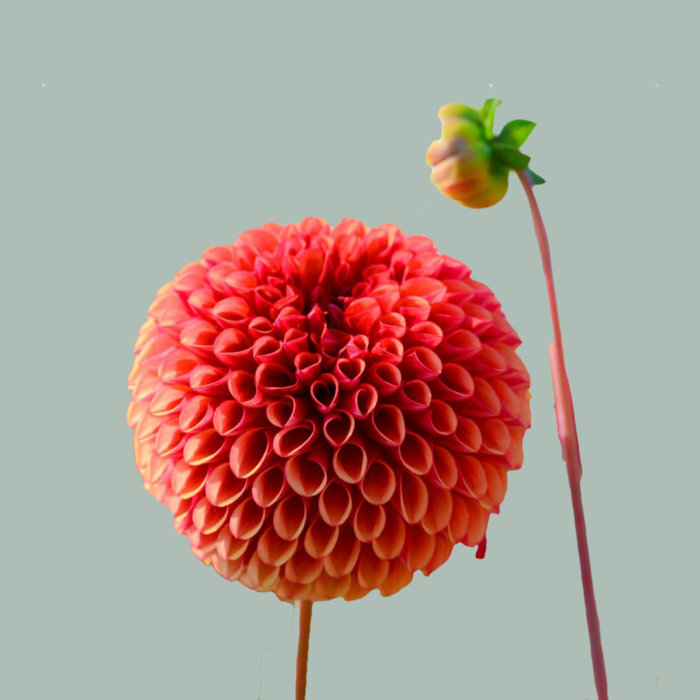 Dahlia Orange Fox (10 Stems)