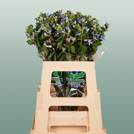 Oxypetalum Coeruleum Blue
