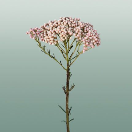 Ozothamnus Victoria Pink