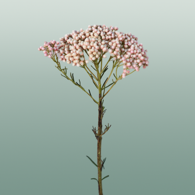 Ozothamnus Victoria Pink