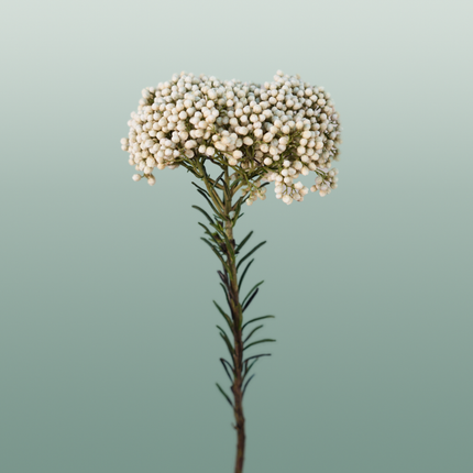 Ozothamnus Victoria Blue