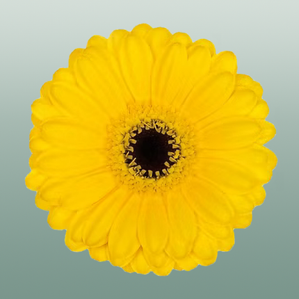 Germini Pacman