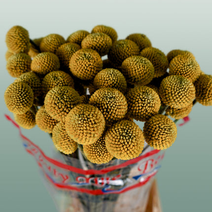 Craspedia Paintball Pop (50 Stems