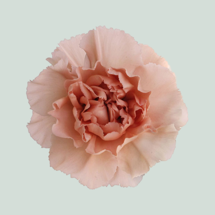 Carnation Standard Noviado