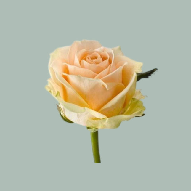 Rose Pearl Avalanche