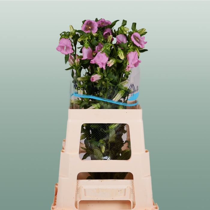 Bellflower - Campanula - Champion Blue