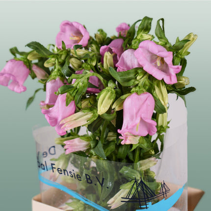 Bellflower Pearl Pink (10 Stems)