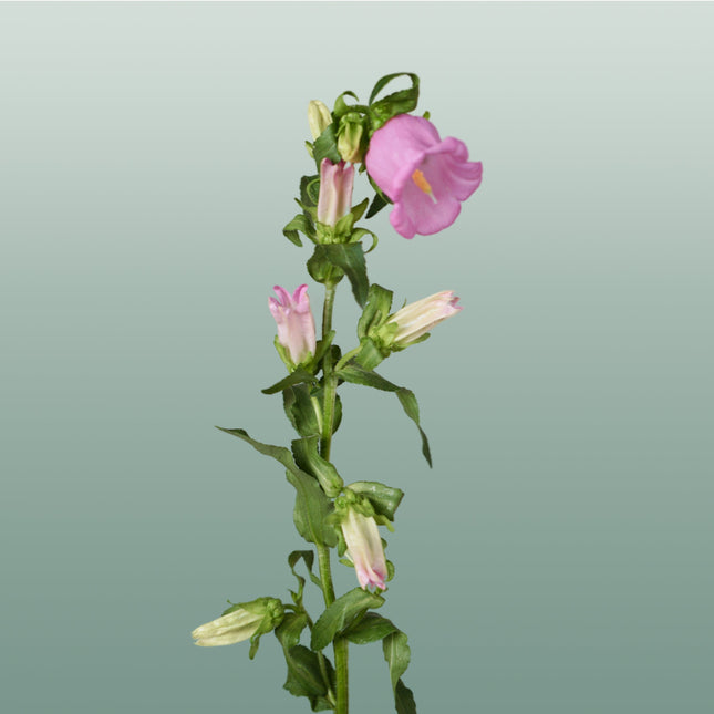 Bellflower Pearl Pink (10 Stems)