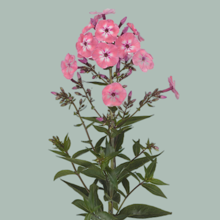 Phlox Pink Eyes (20 Stems)