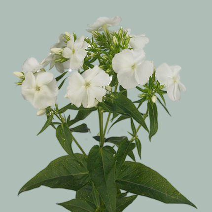 Phlox Whitecap (20 Stems)