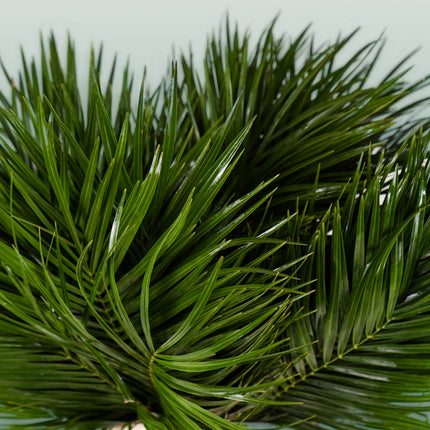 GR Phoenix (Palm) (5 Bunches)