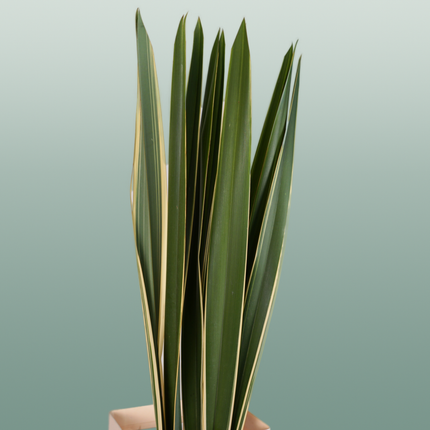 GR Phormium Green