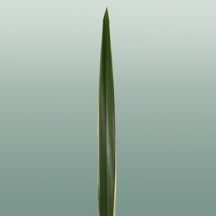 GR Phormium Green