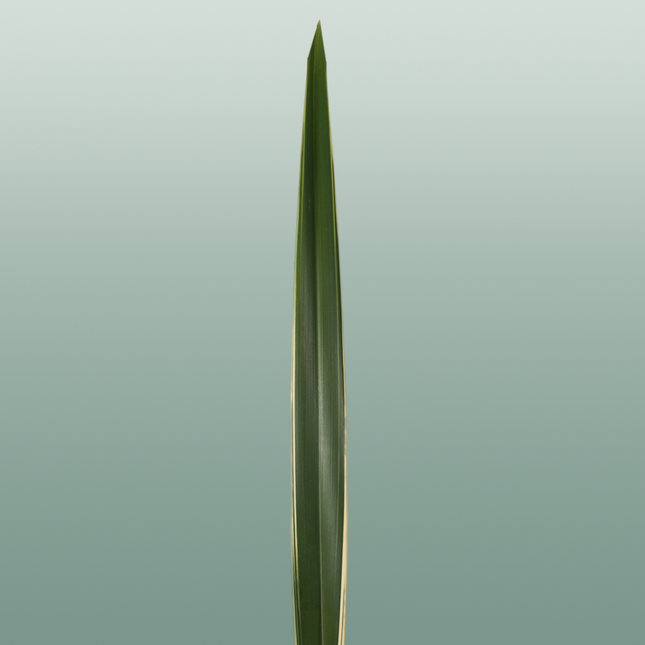 GR Phormium Green
