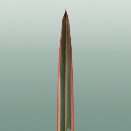 GR Phormium Red