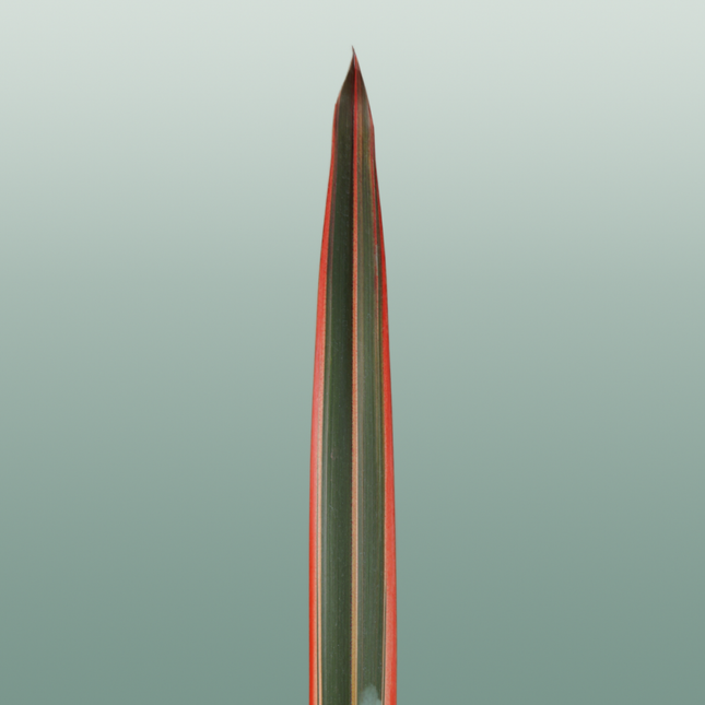 GR Phormium Red