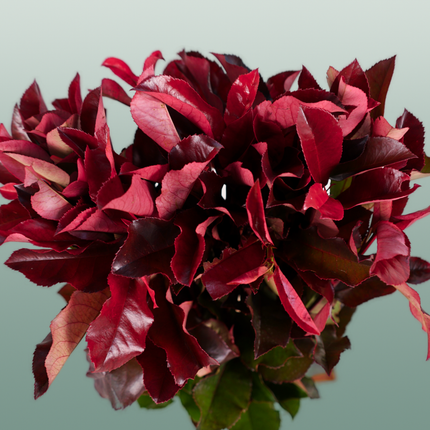 Photinia Red Robin