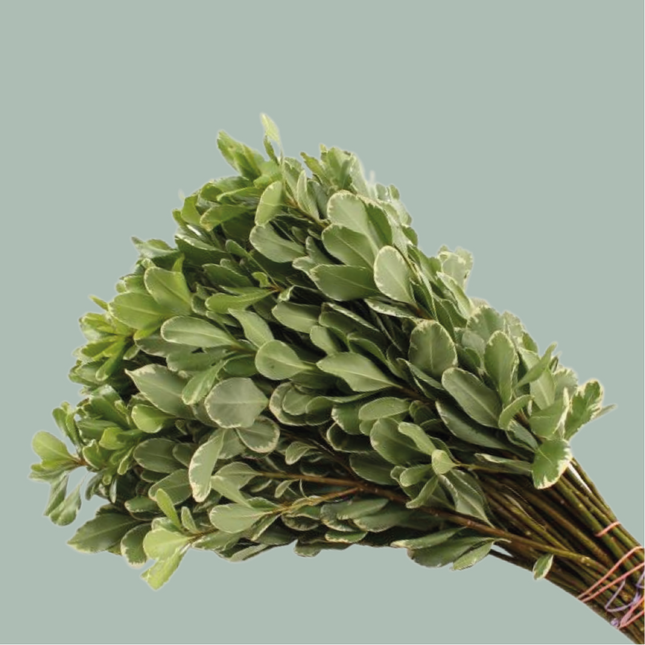 GR Pittosporum