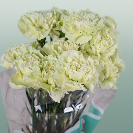 Carnation Standard Prado Mint (20 Stems)