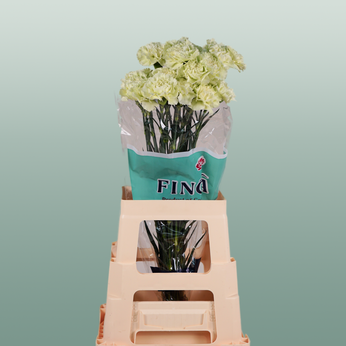 Carnation Standard Prado Mint