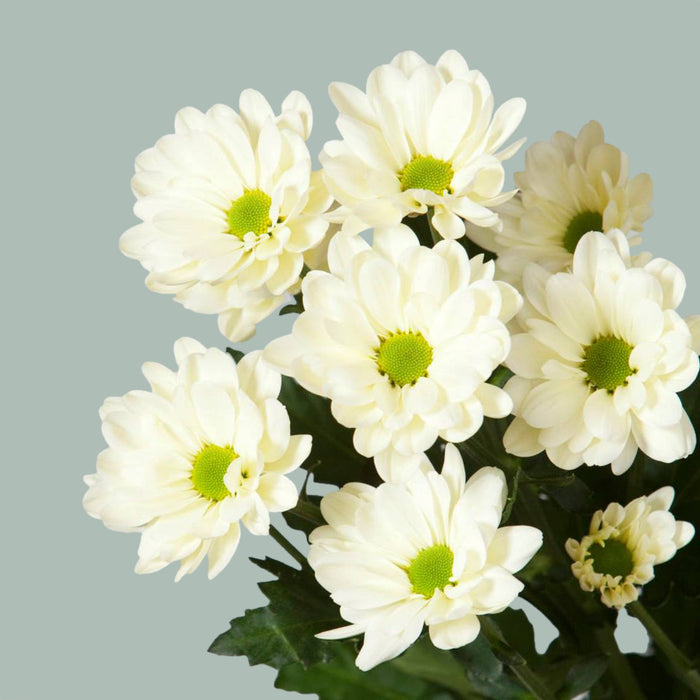 Chrysanthemum Spray Prosecco