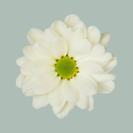 Chrysanthemum Spray Prosecco