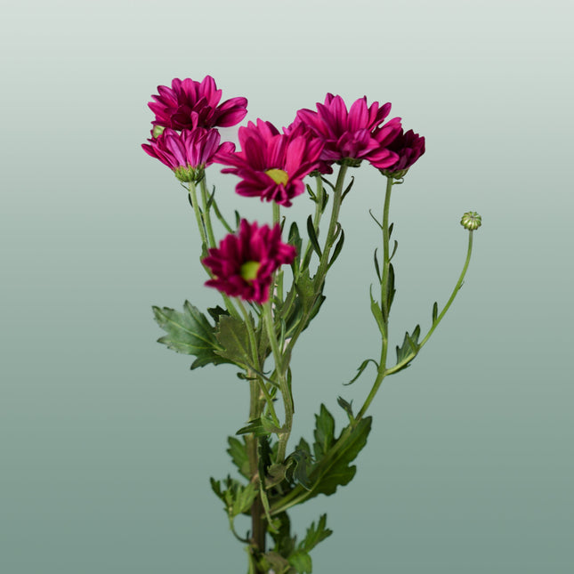 Chrysanthemum Spray Purple Star