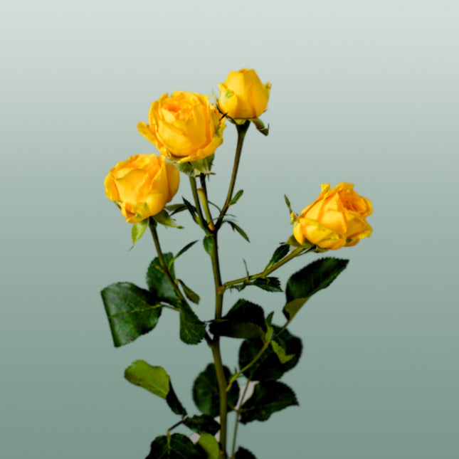 Spray Rose Ramona