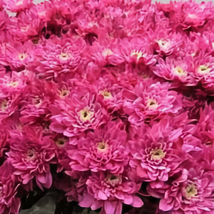 Chrysanthemum Spray Dyed