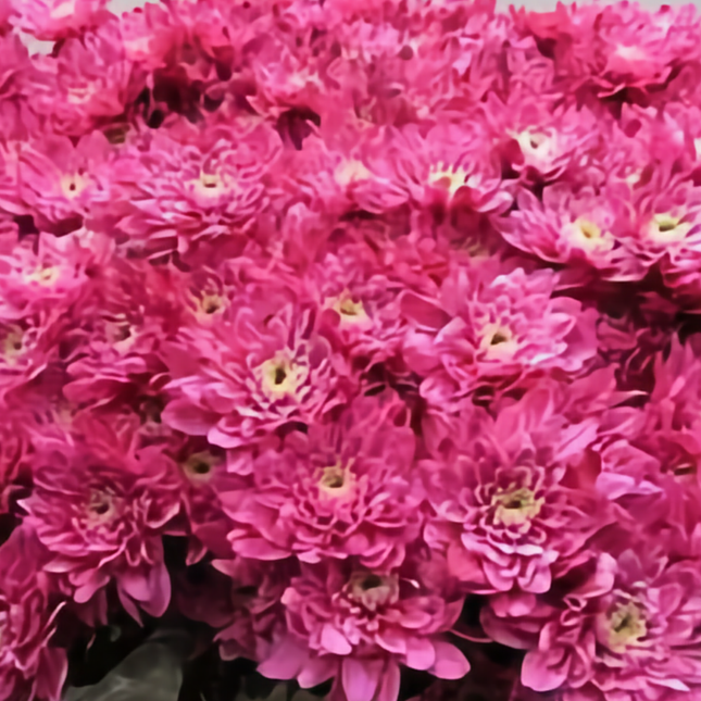 Chrysanthemum Spray Dyed