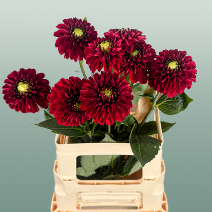 Red Fox Dahlia Cut Flowers – 55cm Stems