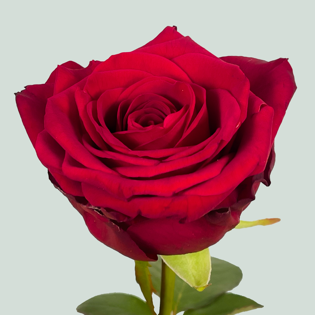 Rose Red Naomi Free Choice
