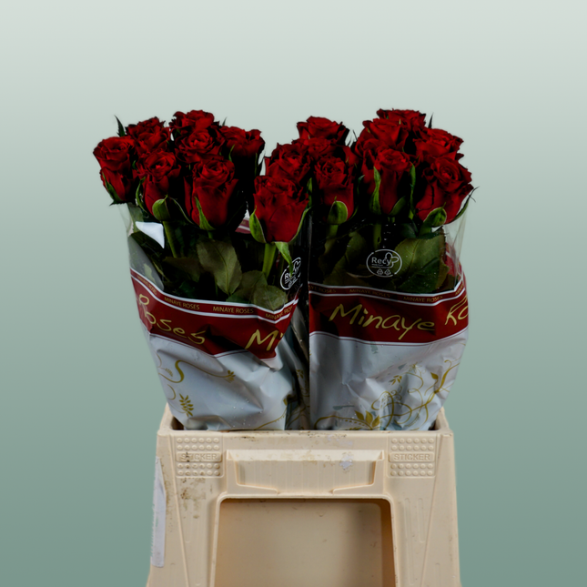 Rose Red Torch