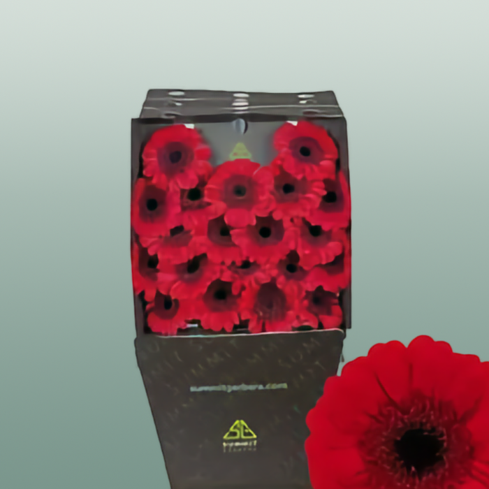 Germini Ruby Red