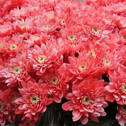 Chrysanthemum Spray Dyed Euro Rood