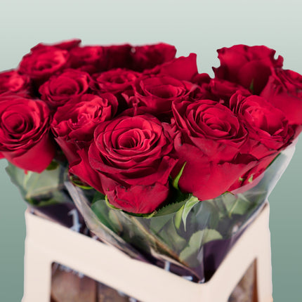 Rose Rhodos (20 Stems)