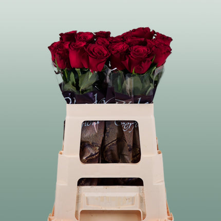 Rose Rhodos (20 Stems)