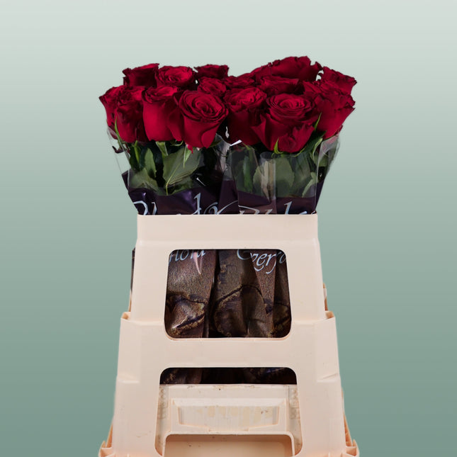 Rose Rhodos (20 Stems)
