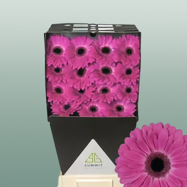 Gerbera Rich (15 Stems)
