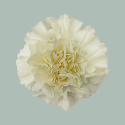 Carnation Standard Rodas (20 Stems)