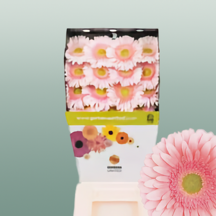Gerbera Romella (15 Stems)